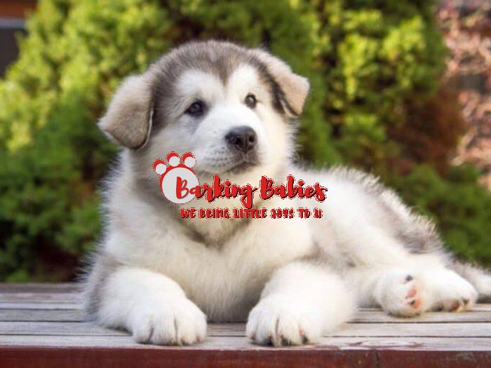 Alaskan malamute puppy for sale - The Barking Babies