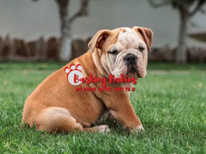 British bulldog puppy for sale - The Barking Babies