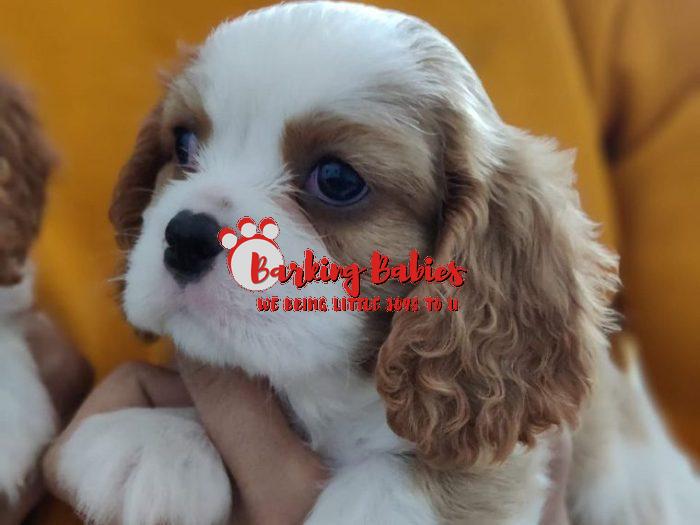 Cavalier King Charles Spaniel puppy for sale - The Barking Babies