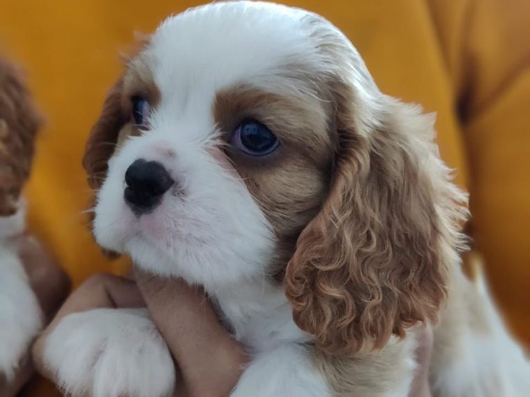 Cavalier King Charles Spaniel puppy for sale - The Barking Babies