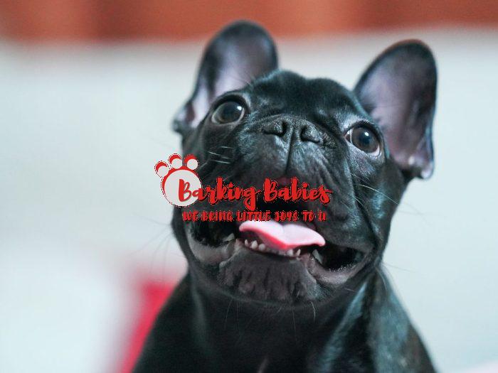 French bulldog puppy for sale near me - The Barking Babies
