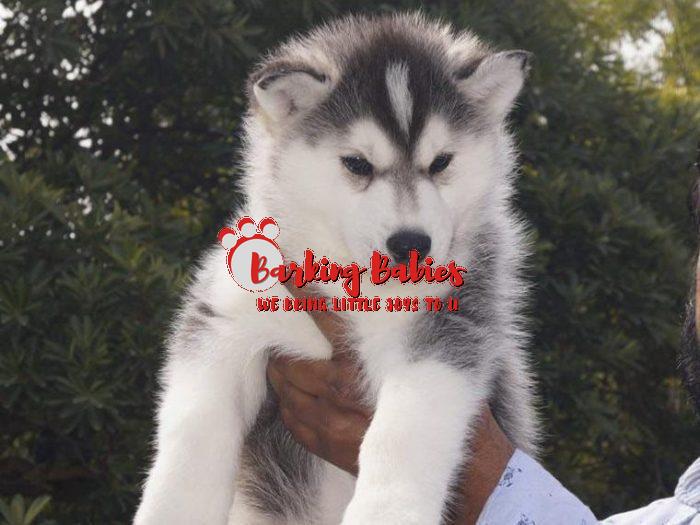 Siberian Husky for Sale - The Barking Babies