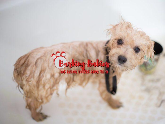 Toy poodle puppies for sale - The Barking Babies