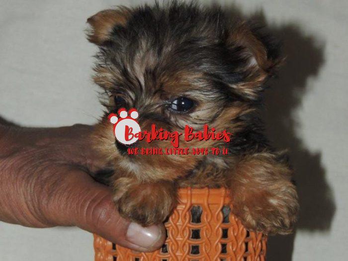 Yorkshire Terrier puppy for sale near me - The Barking Babies