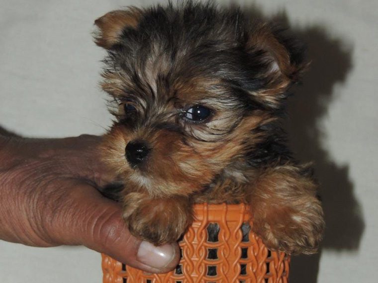 Yorkshire Terrier puppy for sale near me - The Barking Babies