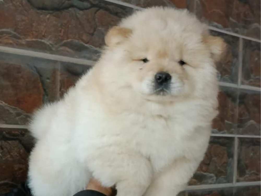 chow chow puppy for sale near me - The Barking Babies