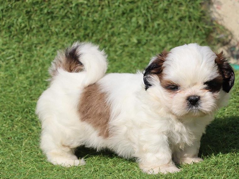 shih tzu puppy for sale - The Barking Babies