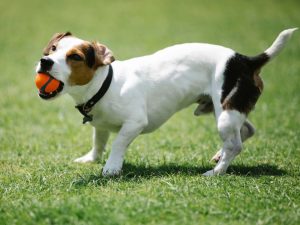 Jack Russell terrier puppies for sale - The Barking Babies