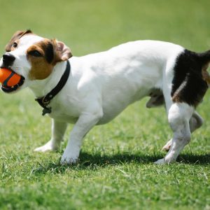 Jack Russell terrier puppies for sale - The Barking Babies