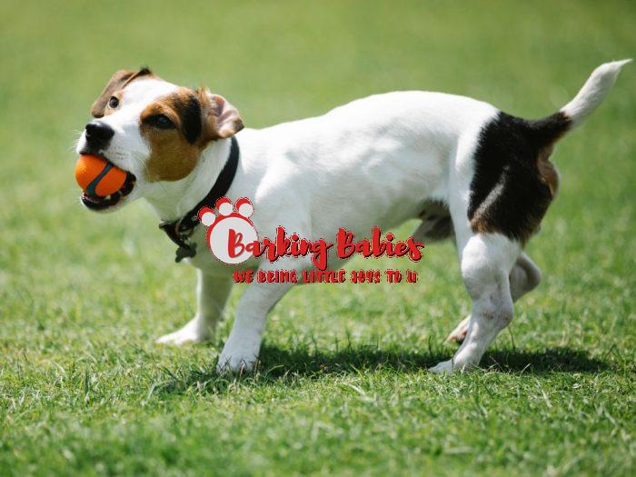 Jack Russell terrier puppies for sale - The Barking Babies