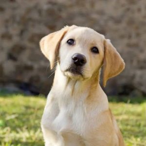 labrador retriever puppies for sale - The Barking Babies AT AFFORDABLE PRICES