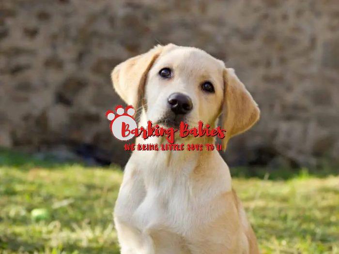 labrador retriever puppies for sale - The Barking Babies AT AFFORDABLE PRICES