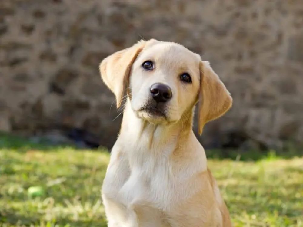 Labrador Retriever Puppies For Sale | The Barking Babies
