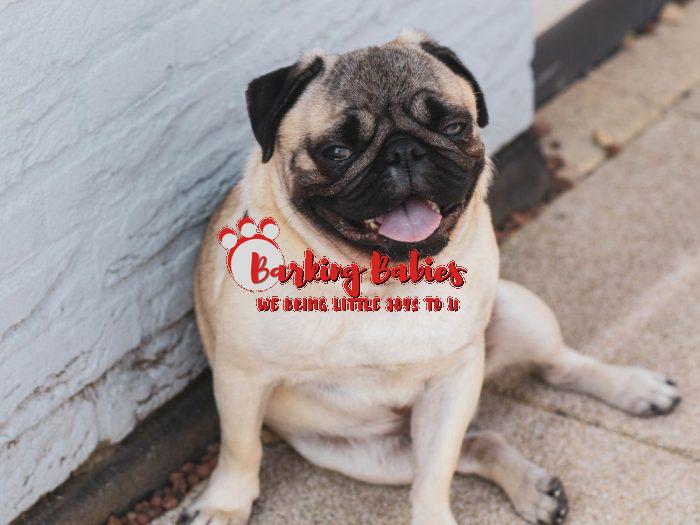 PUG puppies for sale - The Barking Babies