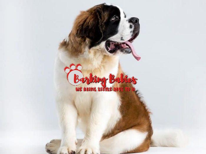 saint bernard puppies for sale - The Barking Babies