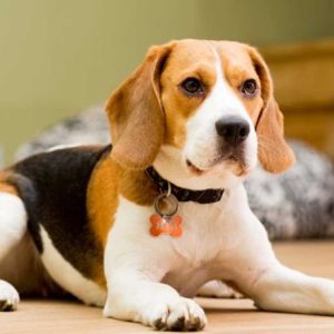 beagle for Sale - The Barking Babies
