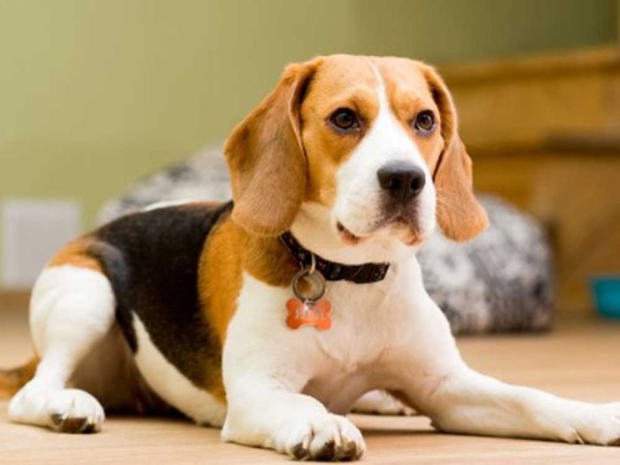 beagle for Sale - The Barking Babies