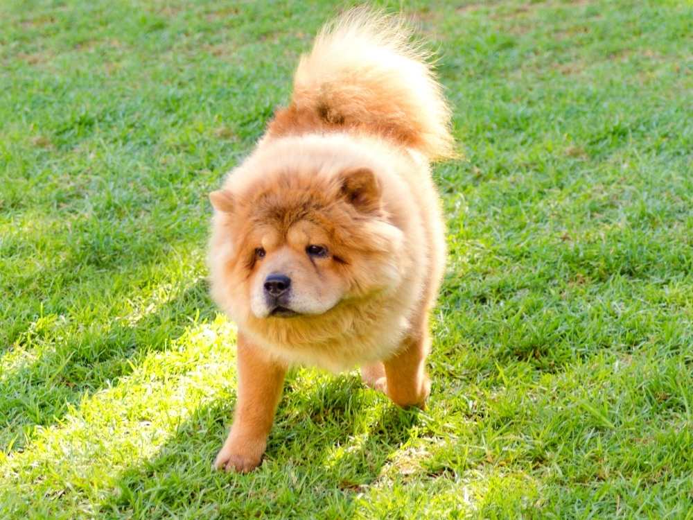 chow chow puppy for sale near me - The Barking Babies