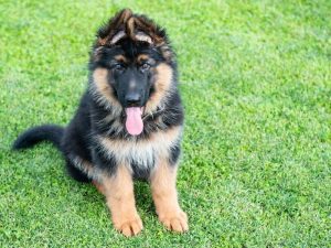 german Shepherd puppies for sale - The Barking Babies